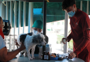 Un veterinario de Aproa con mascarilla y gorro examina con un estetoscopio a un perro mestizo blanco y gris sobre una mesa improvisada en el exterior del "Hospital McDonald's" en Caraballeda. A la izquierda, una mujer sostiene al animal mientras un asistente veterinario con uniforme granate prepara insumos médicos. Hay botellas de medicina sobre la mesa.