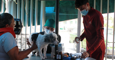 Un veterinario de Aproa con mascarilla y gorro examina con un estetoscopio a un perro mestizo blanco y gris sobre una mesa improvisada en el exterior del "Hospital McDonald's" en Caraballeda. A la izquierda, una mujer sostiene al animal mientras un asistente veterinario con uniforme granate prepara insumos médicos. Hay botellas de medicina sobre la mesa.