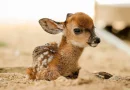 Cría de venado cola blanca recién nacida descansando sobre la tierra en el Zoológico Las Delicias de Maracay.