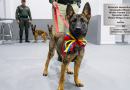 Un cachorro de Pastor Belga Malinois de seis meses, con un lazo tricolor de Venezuela (amarillo, azul y rojo) en el cuello, parado en el centro de una ceremonia oficial. Está mirando a la cámara. Detrás de ella, dos miembros uniformados del agrupamiento Yumare de México están de pie, con otros dos cachorros. En la pared del fondo hay dos placas grabadas. La principal dice: 'Donación Humanitaria: Venezuela a México. Misión Yumare 2026. Ejemplar: Laica (Pastor Belga, 6 meses)'. La placa secundaria dice: 'Un Hilo Invisible de Esperanza - Aproba'. El logo de Aproa está en la esquina inferior derecha.