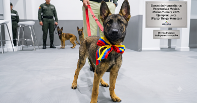Un cachorro de Pastor Belga Malinois de seis meses, con un lazo tricolor de Venezuela (amarillo, azul y rojo) en el cuello, parado en el centro de una ceremonia oficial. Está mirando a la cámara. Detrás de ella, dos miembros uniformados del agrupamiento Yumare de México están de pie, con otros dos cachorros. En la pared del fondo hay dos placas grabadas. La principal dice: 'Donación Humanitaria: Venezuela a México. Misión Yumare 2026. Ejemplar: Laica (Pastor Belga, 6 meses)'. La placa secundaria dice: 'Un Hilo Invisible de Esperanza - Aproba'. El logo de Aproa está en la esquina inferior derecha.