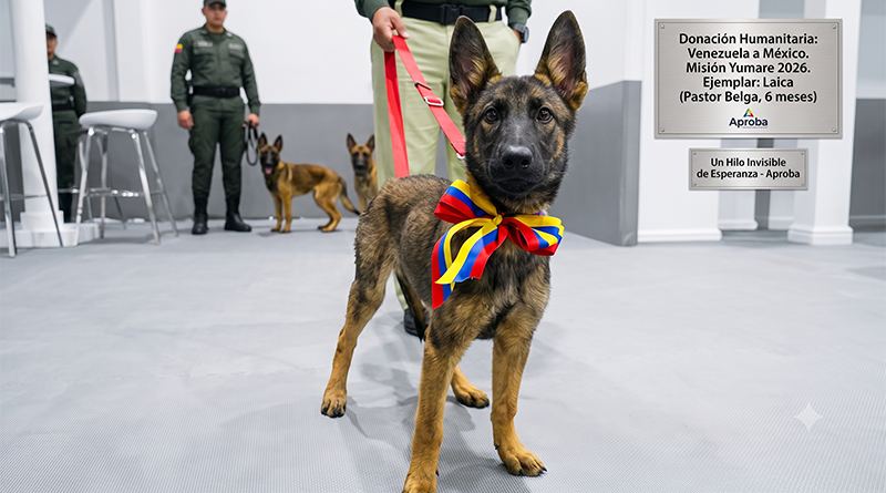 Un cachorro de Pastor Belga Malinois de seis meses, con un lazo tricolor de Venezuela (amarillo, azul y rojo) en el cuello, parado en el centro de una ceremonia oficial. Está mirando a la cámara. Detrás de ella, dos miembros uniformados del agrupamiento Yumare de México están de pie, con otros dos cachorros. En la pared del fondo hay dos placas grabadas. La principal dice: 'Donación Humanitaria: Venezuela a México. Misión Yumare 2026. Ejemplar: Laica (Pastor Belga, 6 meses)'. La placa secundaria dice: 'Un Hilo Invisible de Esperanza - Aproba'. El logo de Aproa está en la esquina inferior derecha.