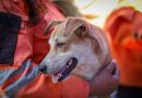 Un perro marrón claro de orejas caídas, mirando aliviado, es sostenido por un rescatista vestido con uniforme naranja de emergencia y cinta reflectante. El fondo difuminado sugiere una zona de búsqueda. Esta imagen, titulada Perro-rescatado-doble-terremoto-Venezuela.jpg, ilustra el rescate exitoso de mascotas tras el doble terremoto del 24 de junio de 2026 en Venezuela.