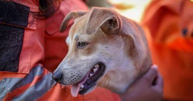 Un perro marrón claro de orejas caídas, mirando aliviado, es sostenido por un rescatista vestido con uniforme naranja de emergencia y cinta reflectante. El fondo difuminado sugiere una zona de búsqueda. Esta imagen, titulada Perro-rescatado-doble-terremoto-Venezuela.jpg, ilustra el rescate exitoso de mascotas tras el doble terremoto del 24 de junio de 2026 en Venezuela.