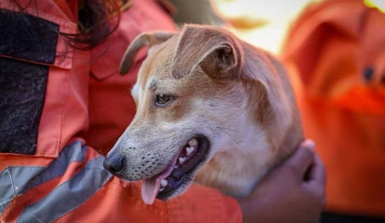 Un perro marrón claro de orejas caídas, mirando aliviado, es sostenido por un rescatista vestido con uniforme naranja de emergencia y cinta reflectante. El fondo difuminado sugiere una zona de búsqueda. Esta imagen, titulada Perro-rescatado-doble-terremoto-Venezuela.jpg, ilustra el rescate exitoso de mascotas tras el doble terremoto del 24 de junio de 2026 en Venezuela.