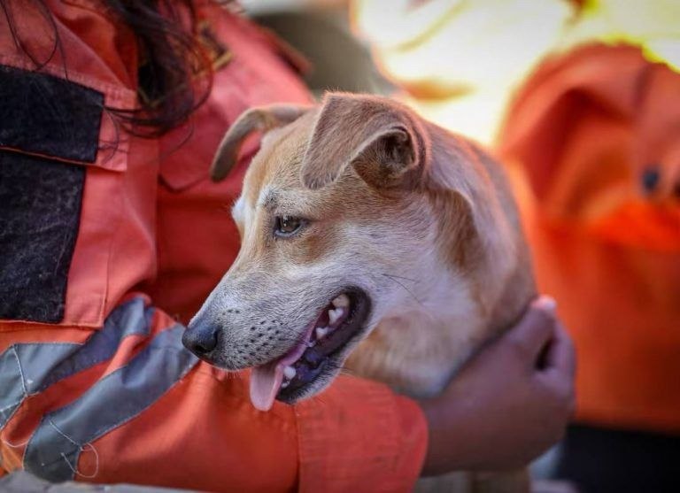 Un perro marrón claro de orejas caídas, mirando aliviado, es sostenido por un rescatista vestido con uniforme naranja de emergencia y cinta reflectante. El fondo difuminado sugiere una zona de búsqueda. Esta imagen, titulada Perro-rescatado-doble-terremoto-Venezuela.jpg, ilustra el rescate exitoso de mascotas tras el doble terremoto del 24 de junio de 2026 en Venezuela.