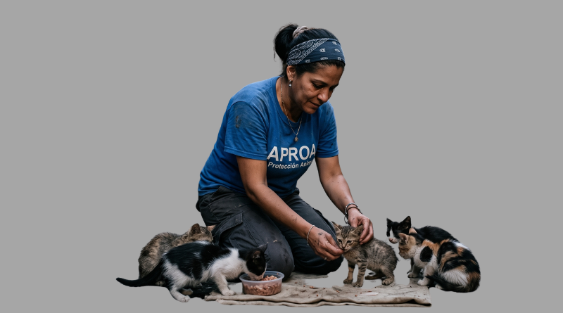 Proteccionista alimenta a gatitos comunitarios
