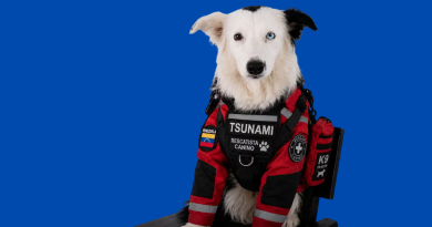 Tsunami, héroe de cuatra patas, se retira