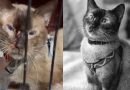 Imagenes de Félix, gato rescatado vivo de los escombros luego del terremoto de Venezuela