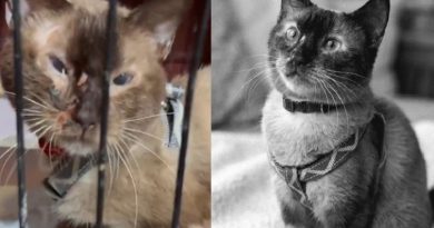Imagenes de Félix, gato rescatado vivo de los escombros luego del terremoto de Venezuela
