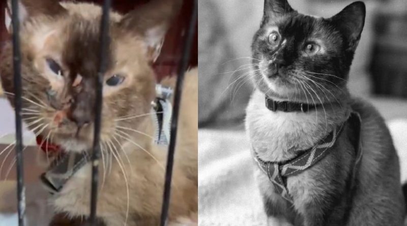 Imagenes de Félix, gato rescatado vivo de los escombros luego del terremoto de Venezuela