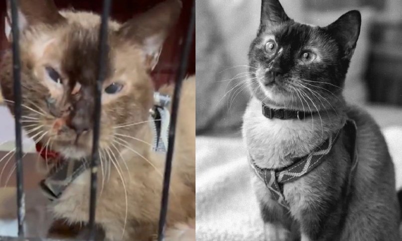 Imagenes de Félix, gato rescatado vivo de los escombros luego del terremoto de Venezuela