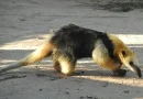 Oso melero amazónico de pelaje amarillo pálido con una gran mancha negra en el torso, caminando de perfil sobre tierra arenosa.