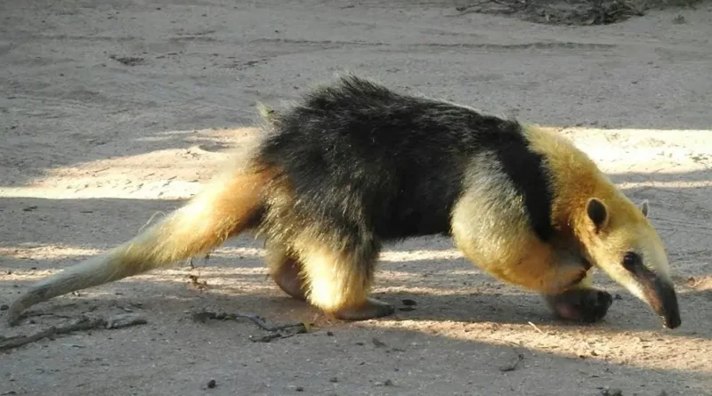 Oso melero amazónico de pelaje amarillo pálido con una gran mancha negra en el torso, caminando de perfil sobre tierra arenosa.