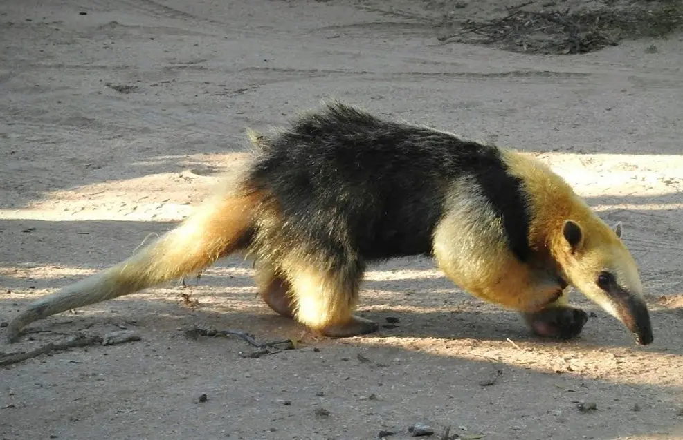 Oso melero amazónico de pelaje amarillo pálido con una gran mancha negra en el torso, caminando de perfil sobre tierra arenosa.
