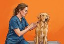 Ilustración artística en tonos cálidos sobre un fondo anaranjado plano que muestra a una veterinaria de perfil, agachada a la izquierda con uniforme médico azul, aplicando con cuidado una vacuna en el lomo de un perro de raza golden retriever que se encuentra sentado y tranquilo de perfil a la derecha.
