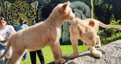 Dos cachorros de león blanco sobre una roca en el Zoológico Las Delicias de Maracay, estado Aragua, con personas observándolos al fondo.