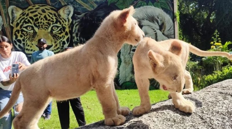 Dos cachorros de león blanco sobre una roca en el Zoológico Las Delicias de Maracay, estado Aragua, con personas observándolos al fondo.