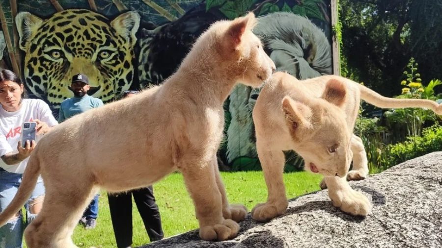 Dos cachorros de león blanco sobre una roca en el Zoológico Las Delicias de Maracay, estado Aragua, con personas observándolos al fondo.